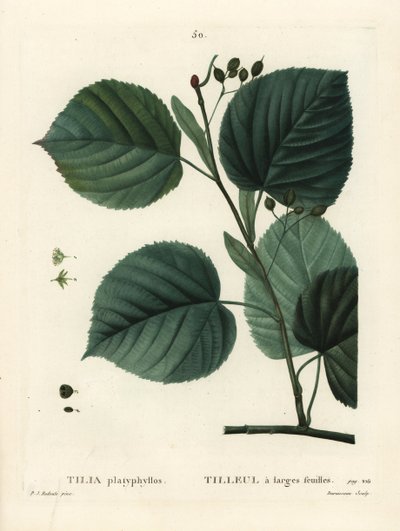 大葉シナノキ（Tilia platyphyllos）。パリで出版されたHenri Louis Duhamel du Moncelの『Treat des Arbres et Shrustes』に掲載されたPierre-Joseph Redouteの挿絵をもとに、Du Ruisseauが手彩色のスティプル・エングレーヴィングを施したもの。 作： Pierre Joseph Redouté