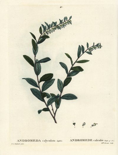 レザーリーフ、Chamaedaphne calyculata（Andromeda calyculata）。パリで出版されたHenri Louis Duhamel du Moncelの『Treat des Arbres et Shrustes』に掲載されたPierre-Joseph Redouteのイラストをもとに、Miss Brenetが手彩色のスティプル・エングレーヴィングを施したもの。 作： Pierre Joseph Redouté