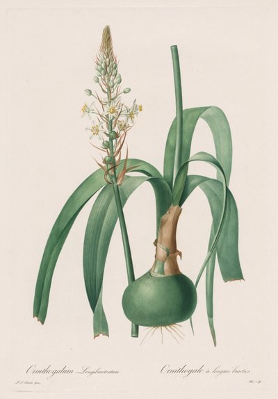 Les Liliacées: Ornithogalum longibracteatum 作： Pierre Joseph Redouté