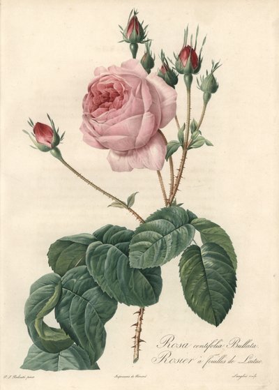 レタスの葉のバラ - Pierre Joseph Redoute (1759-1840) が描いたイラストをもとにした Eau forte de Langlois（『Les Roses』より）。 作： Pierre Joseph Redouté