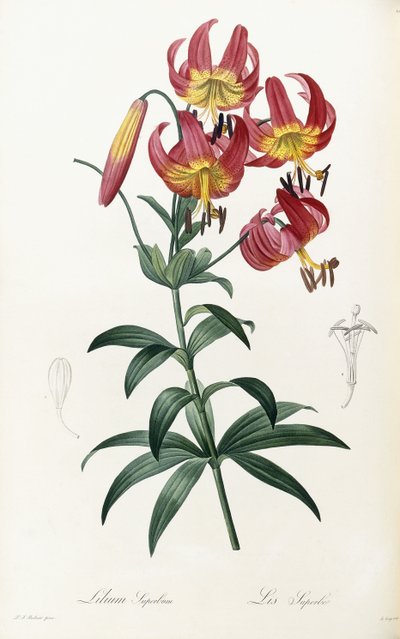 リリーのプライド、1805-1816 作： Pierre Joseph Redouté