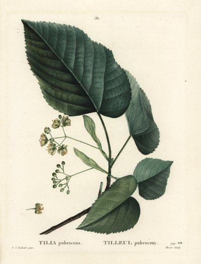 ライムの木（Tilia pubescens）。パリで出版されたHenri Louis Duhamel du Moncelの『Treat des Arbres et Shrustes』に掲載されたPierre-Joseph Redouteの挿絵をもとに、Moretが手彩色のスティプル・エングレーヴィングを施したもの。 作： Pierre Joseph Redouté