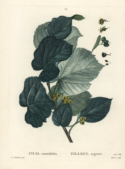 ライムの木、Tilia rotundifolia。パリで出版されたHenri Louis Duhamel du Moncelの『Treat des Arbres et Shrustes』に掲載されたPierre-Joseph Redouteの挿絵をもとにMoretが描いた手彩色のスティプル・エングレーヴィング。 作： Pierre Joseph Redouté