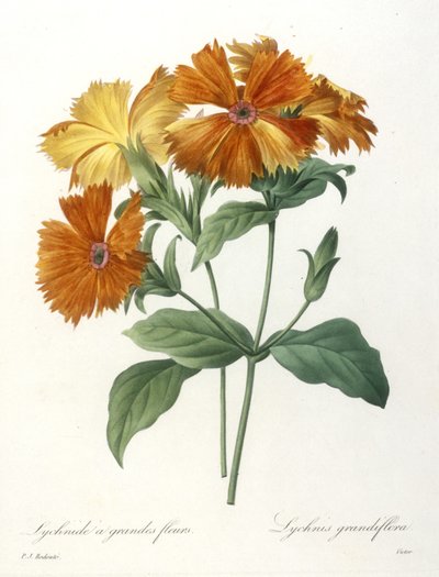 チョイスデプラスベルフルールスデボーフルーツ、1827年からの大輪花ミミズLychnus grandiflora（手彩色の点刻彫刻） 作： Pierre Joseph Redouté