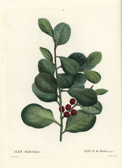 マデイラ諸島のヒイラギ、Ilex perado (Holly de Madere, Ilex maderiensis)。パリで出版されたHenri Louis Duhamel du Moncelの『Treat des Arbres et Shrustes』に掲載されたPierre-Joseph Redouteの挿絵をもとにCasenaveが描いた手彩色のスティプル・エングレーヴィング。 作： Pierre Joseph Redouté