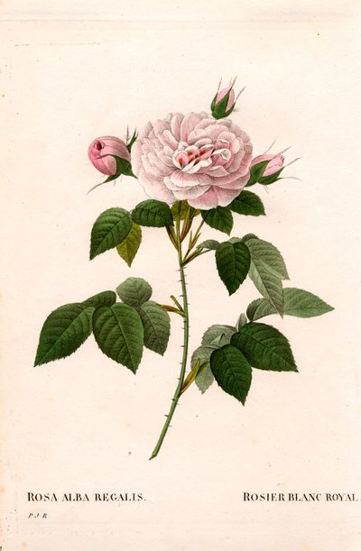 乙女のピンクブラッシュ、ロイヤルホワイトローズ（Rosa alba var.incarnata）。ピエール・ジョセフ・ルドゥーテの「Les Roses」（パリ）に掲載された手彩色のスティプル銅版画 作： Pierre Joseph Redouté