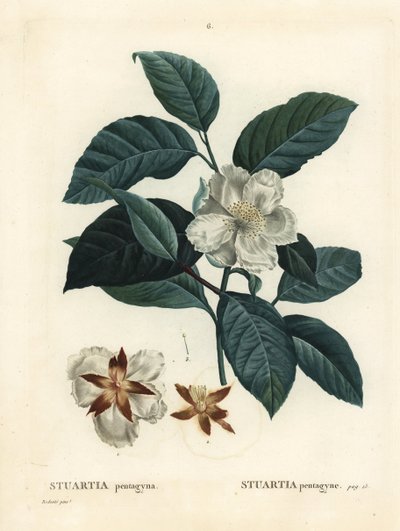 Malachodendron pentagynum（StewartiaまたはStuartia pentagyna）。パリのHenri Louis Duhamel du Monceauの『Treat des Arbres et Shrustes』に掲載されたPierre-Joseph Redouteの挿絵をもとにした手彩色のスティップルエングレーヴィング。 作： Pierre Joseph Redouté