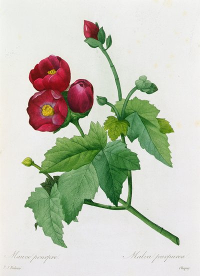 Malva Purpurea (カラー彫刻) 作： Pierre Joseph Redouté