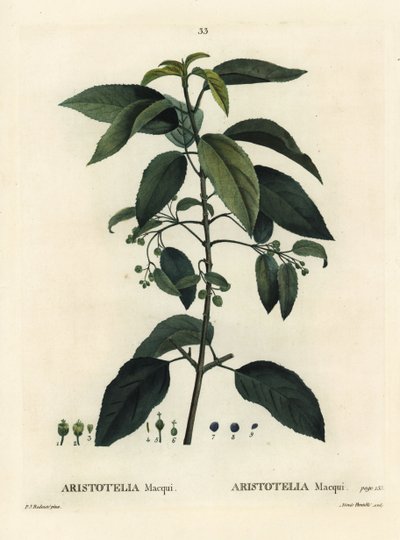 マキ（チリ産ワインベリー）、Aristotelia chilensis（Aristotelia macqui）。パリで出版されたHenri Louis Duhamel du Moncelの『Treat des Arbres et Shrustes』に掲載されたPierre-Joseph RedouteのイラストをもとにAimeeが描いた手彩色のスティプル・エングレーヴィング。 作： Pierre Joseph Redouté