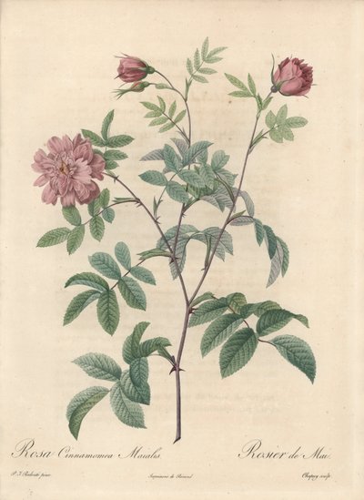 ピエール・ジョセフ・ルドゥーテ（1759-1840）が描いたイラスト、「Les Roses」からの抜粋。 作： Pierre Joseph Redouté