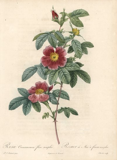 5月のバラ、バラの花 シナモン シンプルな花 - シャルリンのオー・フォルテ、ピエール・ジョセフ・ルドゥーテ（1759-1840）のイラスト、『Les Roses』より 作： Pierre Joseph Redouté