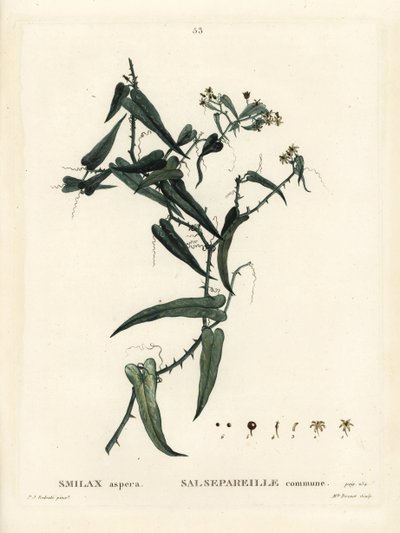 地中海のスマイラックス（Smilax aspera）。パリで出版されたHenri Louis Duhamel du Moncelの『Treat des Arbres et Shrustes』に掲載されたPierre-Joseph Redouteのイラストをもとに、Miss Brenetが手彩色で描いたスティップル・エングレーヴィング。 作： Pierre Joseph Redouté