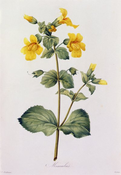 Mimulus (カラー彫刻) 作： Pierre Joseph Redouté