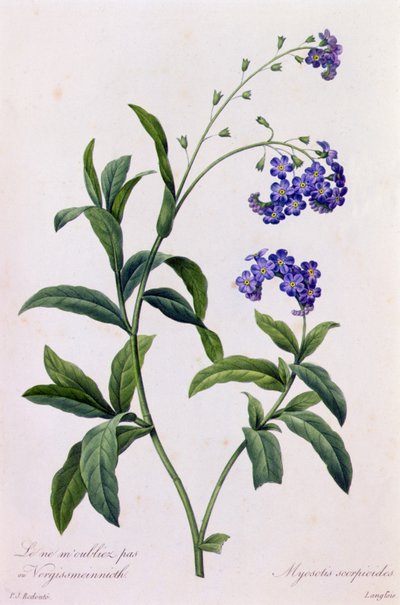 Myosotis Scorpiodes (着色された彫刻) 作： Pierre Joseph Redouté