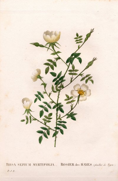 マートルの葉をつけたヘッジローズ（Rosa aggrestis variety, Rose des Hayes with Myrtle leaves）。ピエール・ジョセフ・ルドゥーテの「Les Roses」（パリ）に掲載された手彩色のスティプル銅版画 作： Pierre Joseph Redouté