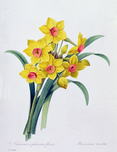 Narcissus Tazetta (着色された彫刻) 作： Pierre Joseph Redouté