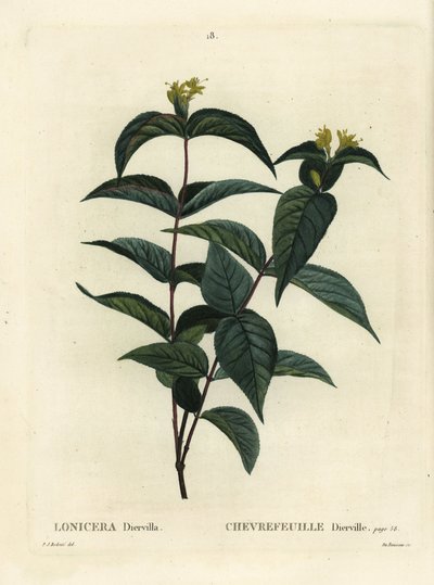 北部のブッシュスイカズラ、Diervilla lonicera（Lonicera diervilla）。パリで出版されたHenri Louis Duhamel du Moncelの『Treat des Arbres et Shrustes』に掲載されたPierre-Joseph Redouteのイラストをもとに、Du Ruisseauが描いた手彩色のスティプル・エングレーヴィング。 作： Pierre Joseph Redouté