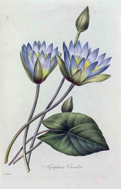 Nymphea Caerulea (カラー彫刻) 作： Pierre Joseph Redouté