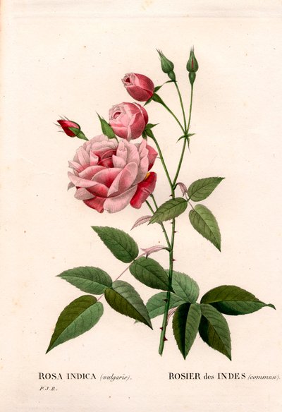 オールド・ブラッシュ・ローズ（Rosa chinensis）、インディアン・ローズ（Indian rose common）。ピエール・ジョセフ・ルドゥーテの「Les Roses」（パリ）より、手彩色のスティプル銅版画 作： Pierre Joseph Redouté