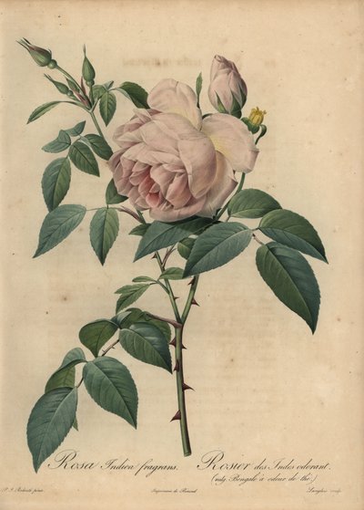淡いピンクのお茶の香りのするバラ（Rosa odorata 作： Pierre Joseph Redouté