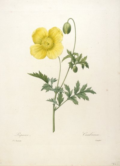 Papaver、Choice Des Plus Belle Fleurs et des Beaux Fruits、1827年（手彩色の点描彫刻） 作： Pierre Joseph Redouté