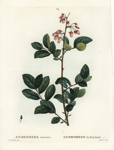 Pieris mariana (Andromeda mariana, Andromede of Maryland).パリのHenri Louis Duhamel du Moncelの『Treat des Arbres et Shrustes』に掲載されたPierre-Joseph Redouteの挿絵をもとにRenardが描いた手彩色のスティプル・エングレーヴィング。 作： Pierre Joseph Redouté