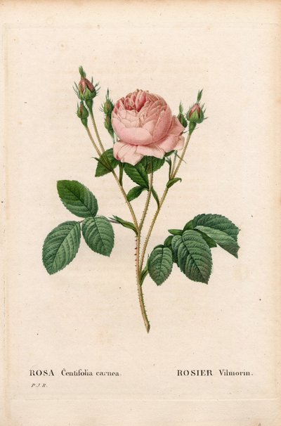 ピンクのヴィルモラン（Rosa centifolia Vilmorin）。ピエール・ジョセフ・ルドゥーテの「Les Roses」（パリ）に掲載された手彩色のスティプル銅版画 作： Pierre Joseph Redouté