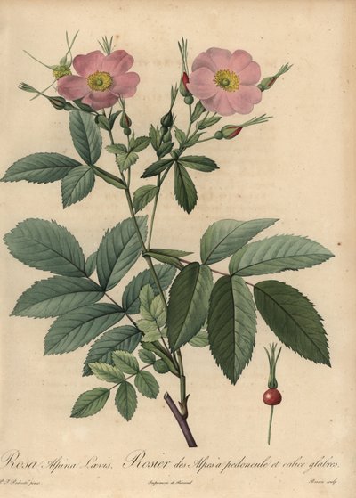 ピンクアルパインローズ（Rosa pendulina 作： Pierre Joseph Redouté