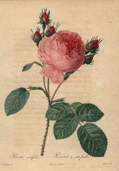 ピンクキャベツローズ（プロヴァンスローズ）（Rosa centifolia 作： Pierre Joseph Redouté