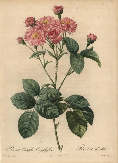 ピンクのカーネーション・花びらのキャベツローズ（Rosa centifolia 作： Pierre Joseph Redouté