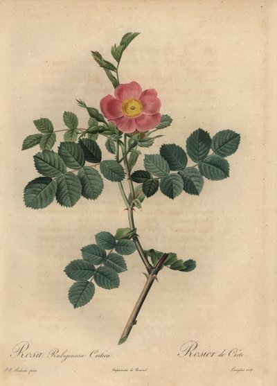 ピンクスイートブライヤーローズ（Rosa rubiginosa 作： Pierre Joseph Redouté