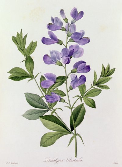 Podalyria Australis (色の彫刻) 作： Pierre Joseph Redouté