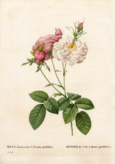 Proliferous Cels rose, Rosa damascena var. incarnata-maxima, Cels Roseは、花が増殖する。ピエール・ジョセフ・ルドゥーテの「Les Roses」（パリ）に掲載された手彩色のスティプル銅版画 作： Pierre Joseph Redouté