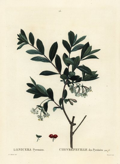 ピレネー・スイカズラ（Lonicera pyrenaica）。パリで出版されたHenri Louis Duhamel du Moncelの『Treat des Trees et Shrustes』に掲載されたPierre-Joseph Redouteの挿絵をもとに、Tessaertが手彩色で描いたもの。 作： Pierre Joseph Redouté