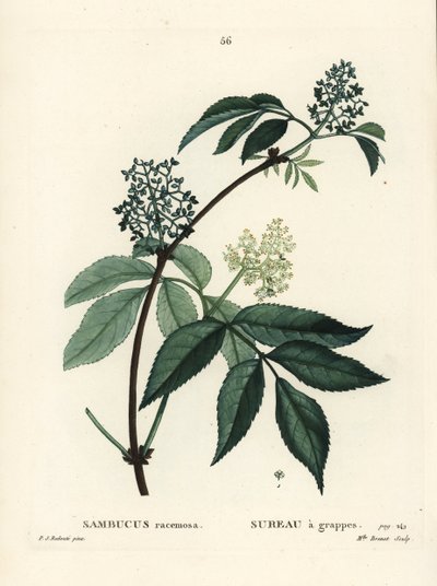 赤いニワトコ（Sambucus racemosa）。パリで出版されたHenri Louis Duhamel du Moncelの『Treat des Arbres et Shrustes』に掲載されたPierre-Joseph Redouteのイラストをもとに、ブレネ嬢が手彩色で描いたスティプル・エングレーヴィング。 作： Pierre Joseph Redouté