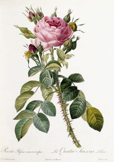 ローザビフェラマクロカルパ、1817-1824 作： Pierre Joseph Redouté