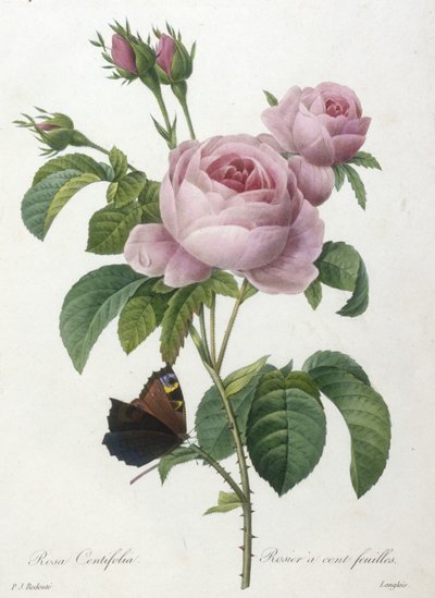 ローザセンティフォリア、ロシエ100フィーユ、Choice Des Plus Belle Fleurs et des Beaux Fruits、1827年（手彩色の点描彫刻） 作： Pierre Joseph Redouté