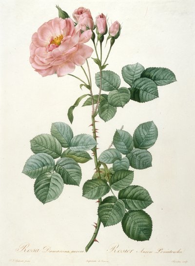 Rosa Damascena aurora、Rosier Aurore Poniatowska、La Couronne de roses、1817-1824 より。 作： Pierre Joseph Redouté