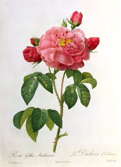 ロサガリカアウレリアネンシス、ユスタッシュイアサントラングロワ（1777-1837）によって彫刻 作： Pierre Joseph Redouté