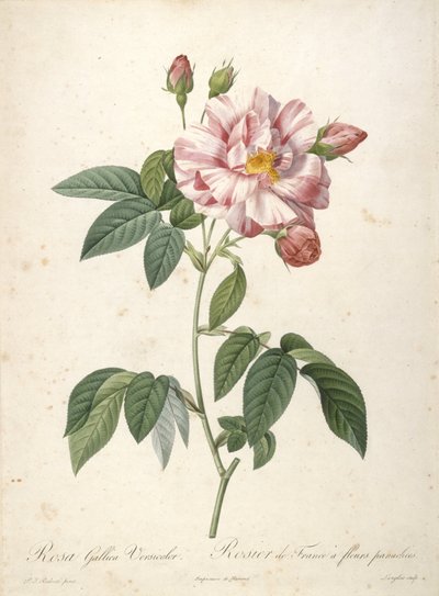 ローザガリカヴェルシカラー、ロジエドフランス、バラ色の花、レローズ、1817年から24年（手彩色の点描彫刻） 作： Pierre Joseph Redouté