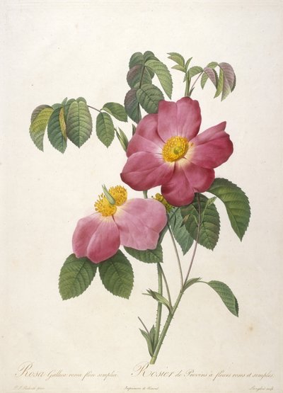 ローザガリカロゼアフローラシンプリチ、ピンクと一輪の花のロシエドプロヴァン、ラクーロンヌデローズ、1817年から24年（手彩色の点描彫刻） 作： Pierre Joseph Redouté