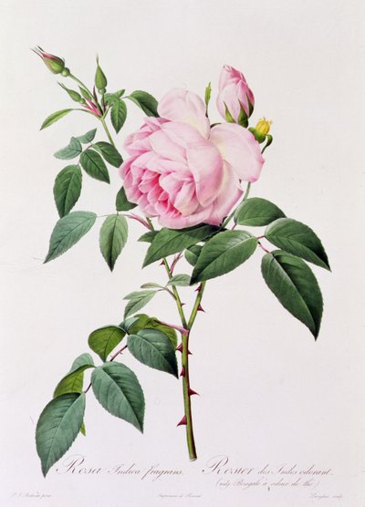 Rosa Indica Fragans (カラー彫刻) 作： Pierre Joseph Redouté