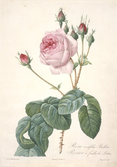ローザセンチフォリアブラータ、レタスローズ、レローズから、1817年から24年（手描きの点描彫刻） 作： Pierre Joseph Redouté