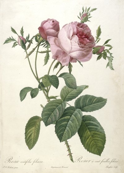 ローザcentifolia foliacea、Rosier a cent feuilles、葉、Les Roses、1817-24年（手彩色の点描彫刻） 作： Pierre Joseph Redouté