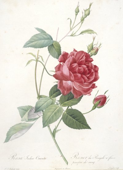 ローザインディカクルエンタ、ベンガルローズ、血の紫の花、レローズ、1817年から24年（手彩色の点描彫刻） 作： Pierre Joseph Redouté