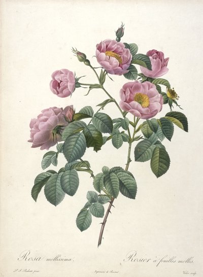Rosa mollissima、ソフトローズローズ、レスローズ、1817年から24年（手彩色の点描彫刻） 作： Pierre Joseph Redouté