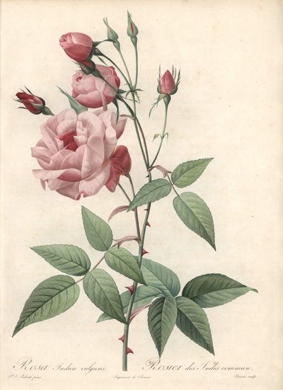 Rose Bengal Rose - Eau forte de Bessin, based on an illustration by Pierre Joseph Redoute (1759-1840), from Les Roses 作： Pierre Joseph Redouté