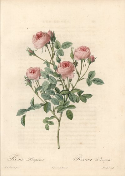 モーの薔薇、薔薇の花 - 『薔薇』よりピエール・ジョセフ・ルドゥーテ（1759-1840）の挿絵をもとにラングロワがエッチングしたもの。 作： Pierre Joseph Redouté