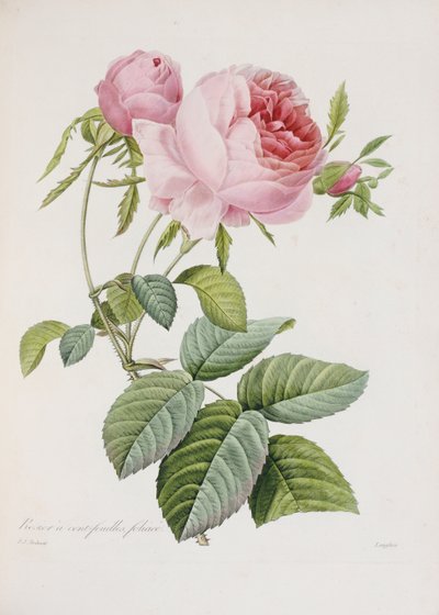 ローズ、Eustache Hyacinthe Langloisの刻印 作： Pierre Joseph Redouté