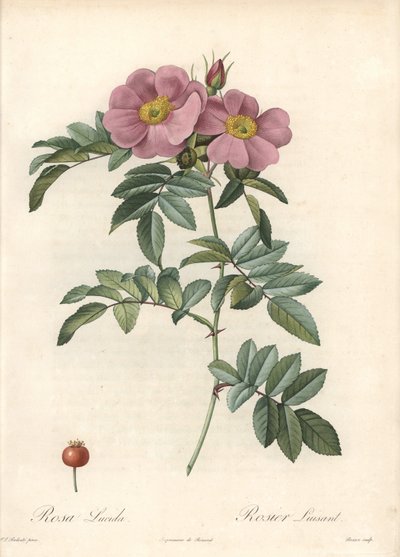 バージニアの薔薇、ピンクの花 - Pierre Joseph Redoute (1759-1840)のイラストを元にしたEau forte de Bessin (Les Rosesより) 作： Pierre Joseph Redouté